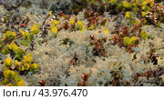 Arctic Tundra lichen moss close-up. Found primarily in areas of Arctic Tundra, alpine tundra, it is extremely cold-hardy. Cladonia rangiferina, also known as reindeer cup lichen. Стоковое фото, фотограф Андрей Армягов / Фотобанк Лори