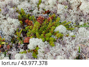 Arctic Tundra lichen moss close-up. Cladonia rangiferina, also known as reindeer cup lichen. Стоковое фото, фотограф Андрей Армягов / Фотобанк Лори