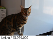 Красивый бенгальский кот с зелеными глазами на кухне рядом с холодильником. Стоковое фото, фотограф Дмитрий Петров / Фотобанк Лори
