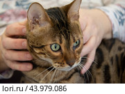 Бенгальский кот на руках. Морда крупным планом. Стоковое фото, фотограф Дмитрий Петров / Фотобанк Лори