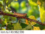 Caterpillar Bedstraw Hawk Moth crawls on a branch during the rain. Caterpillar (Hyles gallii) the bedstraw hawk-moth or galium sphinx, is a moth of the family Sphingidae. Стоковое фото, фотограф Андрей Армягов / Фотобанк Лори