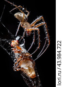 Close up macro shot of a spider grabbed the victim and wrapped it in a web. Стоковое фото, фотограф Андрей Армягов / Фотобанк Лори