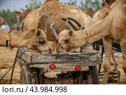 Camels at the Pushkar Fair Rajasthan, India (2019 год). Стоковое фото, фотограф Андрей Армягов / Фотобанк Лори