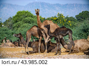 Camels at the Pushkar Fair Rajasthan, India (2019 год). Стоковое фото, фотограф Андрей Армягов / Фотобанк Лори