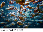 Piranha - Colossoma macropomum. Стоковое фото, фотограф Андрей Армягов / Фотобанк Лори