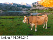 Cow of the Asturian mountain breed sits on a lawn in a national park at sunset. Стоковое фото, фотограф Татьяна Яцевич / Фотобанк Лори