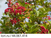 Ripe berries of red viburnum (Viburnum opulus) Стоковое фото, фотограф Александр Курлович / Фотобанк Лори