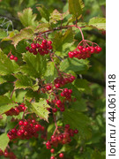 Ripe berries of red viburnum (Viburnum opulus) Стоковое фото, фотограф Александр Курлович / Фотобанк Лори