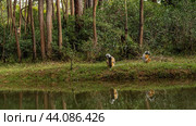 Sifaka lemurs squat on the shore of the lake, on the green grass. Endemic animals look at the camera. Reflection in the water. The forest is behind them. Madagascar. Vakona Forest Reserve (2023 год). Стоковое фото, фотограф Вера Ивановна Кубарева / Фотобанк Лори