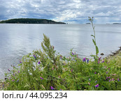 Мышиный горошек, вика многоцветковая (Vicia cracca) цветет на берегу бухты Патрокл во Владивостоке летом. Стоковое фото, фотограф Овчинникова Ирина / Фотобанк Лори