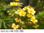 Kuril Daurian tea growing and flowering in a summer garden. Стоковое фото, фотограф Александр Курлович / Фотобанк Лори