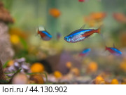 Aquarist, aqua fish. Paracheirodon innesi. Blue neon, or ordinary neon, or neon-tetra is a type of freshwater ray-finned fish from the haracin family. Lives in the upper reaches of the Amazon basin. Стоковое фото, фотограф Evgenii Predibailo / Фотобанк Лори