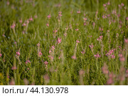 Esparcet (lat. Onobrýchis) is a genus of plants from the legume family. These are herbs, semi-shrubs or small shrubs, richly planted with thorns. Стоковое фото, фотограф Evgenii Predibailo / Фотобанк Лори