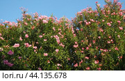 Nerium oleander, rosebay cultivated worldwide in temperate and subtropical areas as an ornamental and landscaping plant. Genus Nerium, Apocynoideae, Apocynaceae. Montenegro, Adriatic, Mediterranean. Стоковое видео, видеограф Юлия Петровская / Фотобанк Лори