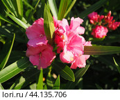 Nerium oleander, rosebay cultivated worldwide in temperate and subtropical areas as an ornamental and landscaping plant. Genus Nerium, Apocynoideae, Apocynaceae. Montenegro, Adriatic, Mediterranean. Стоковое AI-изображение, AI-художник Юлия Петровская / Фотобанк Лори