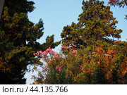Nerium oleander, rosebay cultivated worldwide in temperate and subtropical areas as an ornamental and landscaping plant. Genus Nerium, Apocynoideae, Apocynaceae. Montenegro, Adriatic, Mediterranean. Стоковое AI-изображение, AI-художник Юлия Петровская / Фотобанк Лори