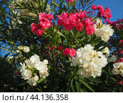 Nerium oleander, rosebay cultivated worldwide in temperate and subtropical areas as an ornamental and landscaping plant. Genus Nerium, Apocynoideae, Apocynaceae. Montenegro, Adriatic, Mediterranean. Стоковое AI-изображение, AI-художник Юлия Петровская / Фотобанк Лори