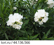 Nerium oleander, rosebay cultivated worldwide in temperate and subtropical areas as an ornamental and landscaping plant. Genus Nerium, Apocynoideae, Apocynaceae. Montenegro, Adriatic, Mediterranean. Стоковое AI-изображение, AI-художник Юлия Петровская / Фотобанк Лори