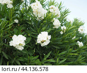 Nerium oleander, rosebay cultivated worldwide in temperate and subtropical areas as an ornamental and landscaping plant. Genus Nerium, Apocynoideae, Apocynaceae. Montenegro, Adriatic, Mediterranean. Стоковое AI-изображение, AI-художник Юлия Петровская / Фотобанк Лори