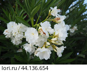Nerium oleander, rosebay cultivated worldwide in temperate and subtropical areas as an ornamental and landscaping plant. Genus Nerium, Apocynoideae, Apocynaceae. Montenegro, Adriatic, Mediterranean. Стоковое AI-изображение, AI-художник Юлия Петровская / Фотобанк Лори