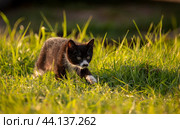 Черно-белый котенок крадется в траве. Стоковое фото, фотограф Павел Сапрыкин / Фотобанк Лори