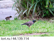 Common myna or Indian myna (lat.- Acridotheres tristis) Стоковое фото, фотограф Irina Opachevsky / Фотобанк Лори