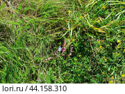 Маленькая красивая бабочка из семейства Голубянки лат. Lycaenidae среди травы и цветов. Стоковое фото, фотограф Андрей Цыганков / Фотобанк Лори
