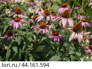 Цветы Эхинацея пурпурная(Eсhinacea purpurea (L) Moench, растет в саду. Стоковое фото, фотограф Сергей Овчинников / Фотобанк Лори