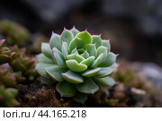 Drought-tolerant Succulent plant sunny. Generate Ai. Стоковое AI-изображение, AI-художник Иван Рябоконь / Фотобанк Лори