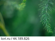 Asparagus plant in dew drops. natural background with copy space. Стоковое фото, фотограф Ольга Ильина / Фотобанк Лори