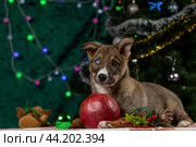 Щенок с разноцветными глазами лежит и смотрит в камеру рядом с красным гранатом на фоне новогодней елки. Стоковое фото, фотограф Юлия Зубкова / Фотобанк Лори