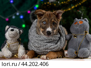 Щенок с разноцветными глазами в сером вязаном шарфе лежит среди мягких игрушек на фоне новогодней елки (2023 год). Редакционное фото, фотограф Юлия Зубкова / Фотобанк Лори