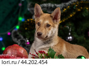 Рыжий щенок рядом с гранатом в новогоднем антураже на фоне новогодней елки в студии. Стоковое фото, фотограф Юлия Зубкова / Фотобанк Лори