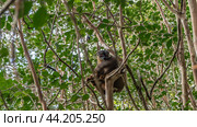 Common brown lemur Eulemur albifrons is sitting on the branches of a tree among the foliage. Fluffy fur, bright orange eyes, an attentive look at the camera. Madagascar. Vakona Forest Reserve (2023 год). Стоковое фото, фотограф Вера Ивановна Кубарева / Фотобанк Лори