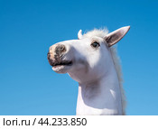 A horse's head on a hobby horsing stick. Стоковое фото, фотограф Галина Эмберг / Фотобанк Лори