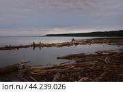 Морской пейзаж. Обломки деревьев, прибитые к берегу. Стоковое фото, фотограф Евгения Волчок / Фотобанк Лори