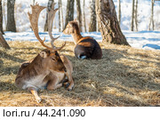 Deer lies resting on dry grass in the forest, in a natural habitat. spring sunny weather. Dama dama a medium-sized deer common in Europe. Стоковое фото, фотограф Павел Муравьев / Фотобанк Лори