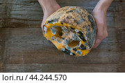 female hands holding a spoiled moldy pumpkin. Стоковое фото, фотограф Екатерина Золина / Фотобанк Лори