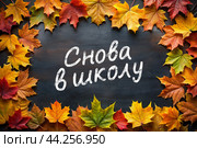 Снова в школу. Надпись мелом на темной доске в окружении клиновых осенних листьев. 1 сентября день знаний. Стоковая иллюстрация, иллюстратор KOSIM / Фотобанк Лори