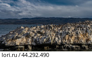 Many cormorants are sitting on a rocky island. Black and white seabirds on cliffs in the ocean. Mountains against a blue sky and clouds in the distance. Argentina. Beagle channel. Tierra del Fuego. Стоковое фото, фотограф Вера Ивановна Кубарева / Фотобанк Лори