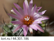 Flowering cactus Turbinicarpus roseiflorus, close-up. Стоковое фото, фотограф Александр Курлович / Фотобанк Лори