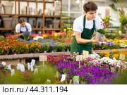 male worker changes arrangement of pots with armeria and improves appearance of window. Стоковое фото, фотограф Яков Филимонов / Фотобанк Лори