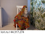 Серая кошка и плед на белом стуле. Стоковое фото, фотограф Дмитрий Петров / Фотобанк Лори