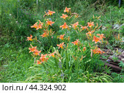Blooming red daylilies in the garden. Стоковое фото, фотограф Александр Курлович / Фотобанк Лори