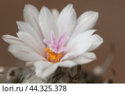 Flovering cactus Turbinicarpus polaskii, macro shot. Стоковое фото, фотограф Александр Курлович / Фотобанк Лори