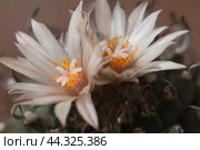 Flowering cactus Turbinicarpus flaviflorus, macro shot. Стоковое фото, фотограф Александр Курлович / Фотобанк Лори