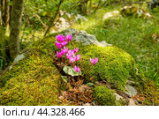 Дикий цикламе́н (Дря́ква, Альпи́йская фиа́лка, Cýclamen — род растений подсемейства Мирсиновые (Myrsinoideae) семейства Первоцветные (Primulaceae), цветущий в горах  (2019 год). Стоковое фото, фотограф Анна Клочко / Фотобанк Лори