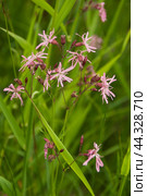 Silene nutans flowering in a meadow, close up. Стоковое фото, фотограф Александр Курлович / Фотобанк Лори