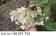 Насекомое богомол поймал бабочку и питается ею. A praying mantis insect has caught a butterfly and is feeding on it. Стоковое видео, видеограф Наталья Пеньшина / Фотобанк Лори