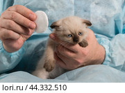Ветеринар ватным диском протирает глаза вислоухому котёнку окраса колор-пойнт. Стоковое фото, фотограф Наталья Гармашева / Фотобанк Лори